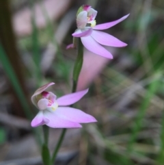 Caladenia carnea at Cotter River, ACT - 11 Oct 2015