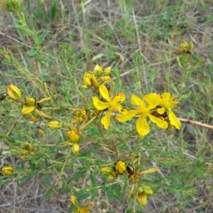 Hypericum perforatum at Tuggeranong DC, ACT - 11 Oct 2015