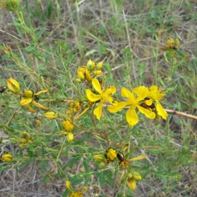 Hypericum perforatum (St John's Wort) at Tuggeranong DC, ACT - 11 Oct 2015 by Mike