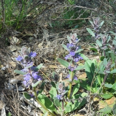 Ajuga australis (Austral Bugle) at Mount Mugga Mugga - 9 Oct 2015 by Mike