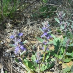 Ajuga australis (Austral Bugle) at O'Malley, ACT - 9 Oct 2015 by Mike