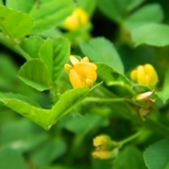 Medicago sp. at Gordon, ACT - 10 Oct 2015 by ArcherCallaway