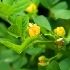 Medicago sp. at Point Hut Pond - 10 Oct 2015 by RyuCallaway