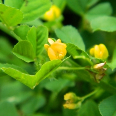 Medicago sp. at Point Hut Pond - 10 Oct 2015 by RyuCallaway