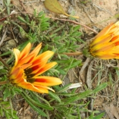 Gazania x splendens (Gazania) at Point Hut Pond - 10 Oct 2015 by ArcherCallaway