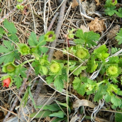 Modiola caroliniana (Red-flowered Mallow) at Gordon, ACT - 10 Oct 2015 by RyuCallaway