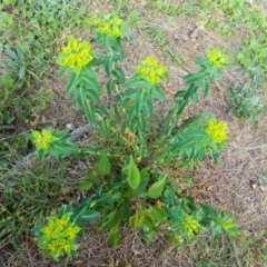 Euphorbia oblongata at Gordon, ACT - 10 Oct 2015