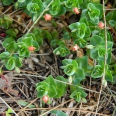 Lysimachia arvensis (Scarlet Pimpernel) at Point Hut Pond - 10 Oct 2015 by RyuCallaway