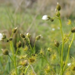 Drosera gunniana (Pale Sundew) at Conder, ACT - 8 Oct 2015 by michaelb