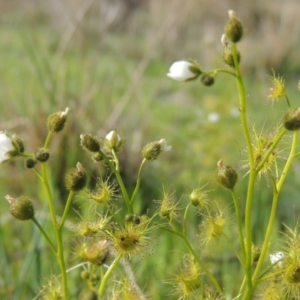 Drosera gunniana at Conder, ACT - 8 Oct 2015