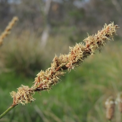 Carex appressa (Tall Sedge) at Conder, ACT - 8 Oct 2015 by michaelb