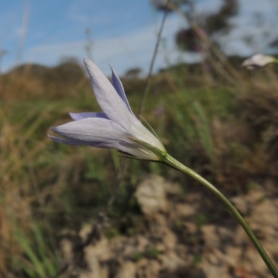 Wahlenbergia capillaris (Tufted Bluebell) at Tuggeranong Hill - 8 Oct 2015 by michaelb
