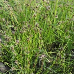 Schoenus apogon (Common Bog Sedge) at Tuggeranong Hill - 8 Oct 2015 by michaelb