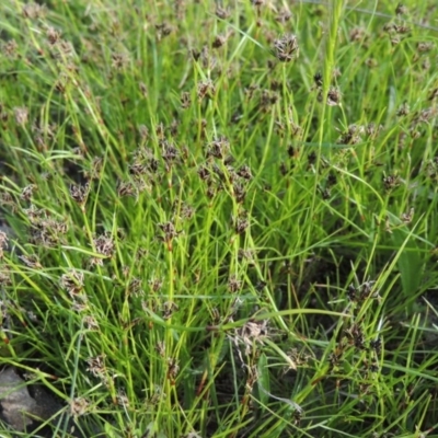 Schoenus apogon (Common Bog Sedge) at Conder, ACT - 8 Oct 2015 by MichaelBedingfield
