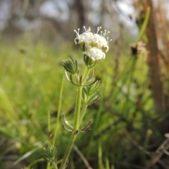 Asperula conferta (Common Woodruff) at Tuggeranong Hill - 8 Oct 2015 by michaelb