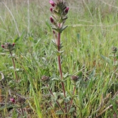 Parentucellia latifolia (Red Bartsia) at Conder, ACT - 8 Oct 2015 by MichaelBedingfield