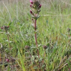 Parentucellia latifolia (Red Bartsia) at Tuggeranong Hill - 8 Oct 2015 by michaelb