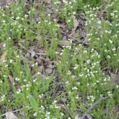 Asperula conferta (Common Woodruff) at Conder, ACT - 8 Oct 2015 by michaelb