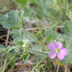 Geranium solanderi (Native Geranium) at Conder, ACT - 8 Oct 2015 by michaelb