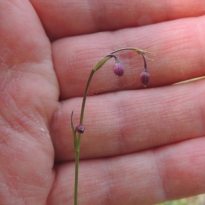 Arthropodium minus (Small Vanilla Lily) at Tuggeranong Hill - 8 Oct 2015 by michaelb