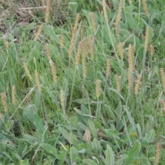 Plantago varia (Native Plaintain) at Calwell, ACT - 8 Oct 2015 by MichaelBedingfield