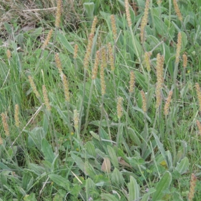 Plantago varia (Native Plaintain) at Calwell, ACT - 8 Oct 2015 by MichaelBedingfield