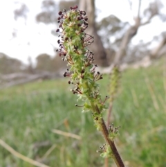 Acaena x ovina (Sheep's Burr) at Calwell, ACT - 8 Oct 2015 by michaelb