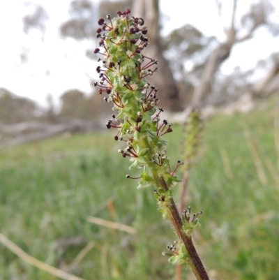 Acaena x ovina (Sheep's Burr) at Calwell, ACT - 8 Oct 2015 by MichaelBedingfield