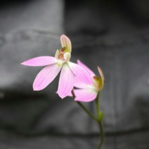 Caladenia carnea at Canberra Central, ACT - suppressed