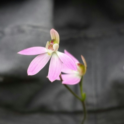 Caladenia carnea (Pink Fingers) at Canberra Central, ACT - 12 Oct 2015 by MattM
