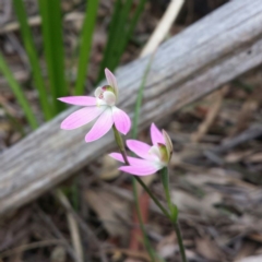 Caladenia carnea at Canberra Central, ACT - 12 Oct 2015