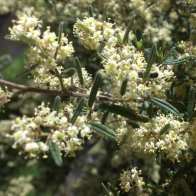 Pomaderris angustifolia (Pomaderris) at Mount Ainslie - 11 Oct 2015 by SilkeSma