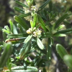 Pomaderris angustifolia at Majura, ACT - 12 Oct 2015