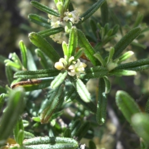 Pomaderris angustifolia at Majura, ACT - 12 Oct 2015 10:37 AM