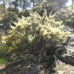 Pomaderris angustifolia at Majura, ACT - 12 Oct 2015