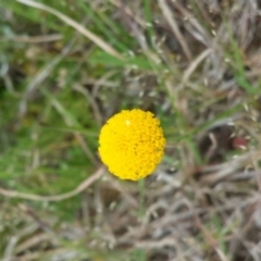 Leptorhynchos squamatus (Scaly Buttons) at Molonglo Valley, ACT - 6 Oct 2015 by MattM