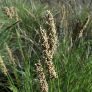 Carex appressa at Majura, ACT - 12 Oct 2015 10:40 AM