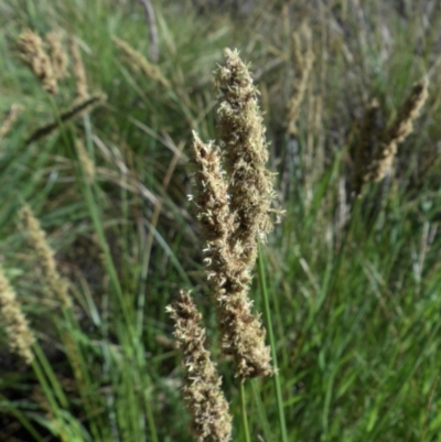 Carex appressa (Tall Sedge) at Majura, ACT - 12 Oct 2015 by SilkeSma