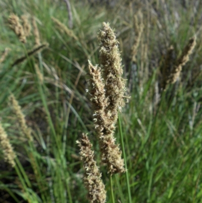 Carex appressa (Tall Sedge) at Majura, ACT - 11 Oct 2015 by SilkeSma