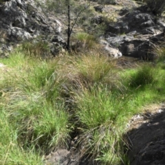 Carex appressa at Majura, ACT - 12 Oct 2015 10:40 AM