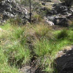 Carex appressa at Majura, ACT - 12 Oct 2015