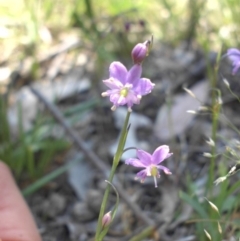 Arthropodium minus (Small Vanilla Lily) at Majura, ACT - 11 Oct 2015 by SilkeSma