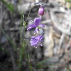 Arthropodium minus at Majura, ACT - 12 Oct 2015 10:59 AM