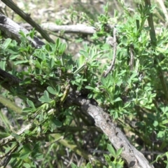 Genista monspessulana (Cape Broom, Montpellier Broom) at Mount Ainslie - 12 Oct 2015 by SilkeSma