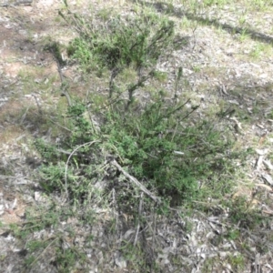 Genista monspessulana at Majura, ACT - 12 Oct 2015 11:26 AM