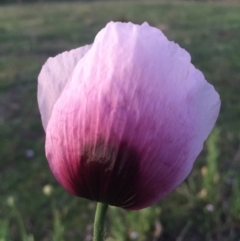 Papaver somniferum (Opium Poppy) at Mount Ainslie - 12 Oct 2015 by AaronClausen