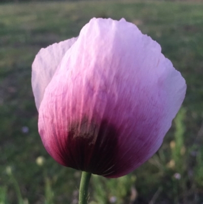 Papaver somniferum (Opium Poppy) at Hackett, ACT - 12 Oct 2015 by AaronClausen