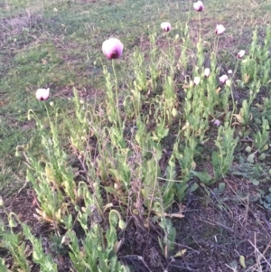 Papaver somniferum at Hackett, ACT - 12 Oct 2015