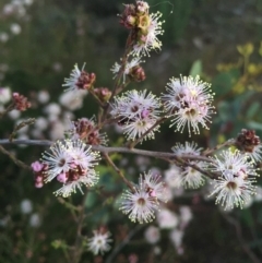 Kunzea parvifolia (Violet Kunzea) at Hackett, ACT - 12 Oct 2015 by AaronClausen