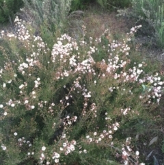 Kunzea parvifolia at Hackett, ACT - 12 Oct 2015